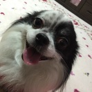 4歳くらい、オスチワワ、里親募集