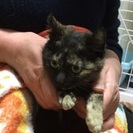 フワモコ女の子3か月性格良し - 橿原市