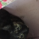 フワモコ女の子3か月性格良し - 猫