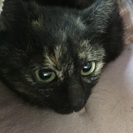 フワモコ女の子3か月性格良し − 奈良県