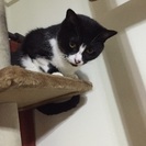 里親募集 - 猫