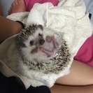 ハリネズミ♀の里親募集