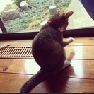 新しいお家が決まりました。 - 猫