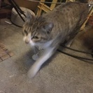★☆急募★☆この子を助けてあげてください − 宮城県