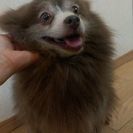 ポメラニアン７歳