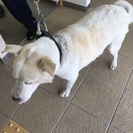 よろしくお願いいたします。 - 犬