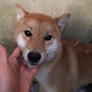 柴犬♂1歳無料譲渡