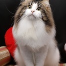 猫専門　ペットホテル・シッター・トリミング　CATSPAW（キャ...