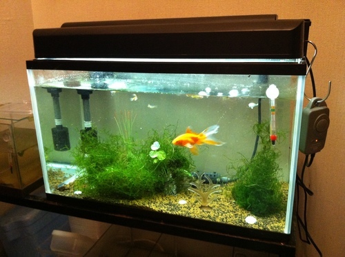 60cm水槽セット(金魚・プレコ・グッピー付き)
