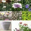 花びらがピカピカ光るラナンキュラスで春のギャザリング／3月花創人...