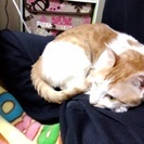 お約束していた方からドタキャンされましたので、再投稿です。 − 大阪府