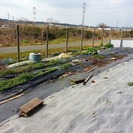 野菜を育てませんか？　貸農園　市原市草刈　ユニモ近く　村田川沿　...