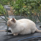 可愛い成猫３歳