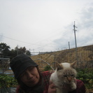 可愛い成猫３歳 - 猫
