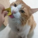 もうすぐ２歳、男の子の里親になってください。 - 横浜市