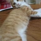 もうすぐ２歳、男の子の里親になってください。 - 猫