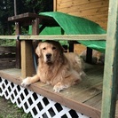 ゴールデンレトリバー♂5才、血統書付きです - 犬