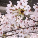 4/3お花見プチひらコン♪