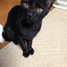 黒猫の女の子、6ヶ月です‼️