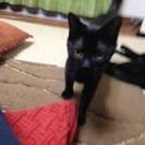 黒猫女の子②、6ヶ月です‼️