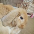 ロップイヤーです 1歳です