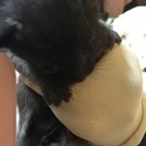 生後2週間の黒茶混じりの♂里親募集！