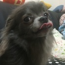里親募集。♂5歳ブルー