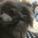里親募集。♂5歳ブルー - 志木市