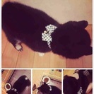 黒柴犬
