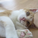 里親募集♪人なつっこい子猫♂ひざの上にも乗れるよ～