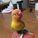 只今取引中　募集一旦停止。ボタンインコ(オス３歳）もらってください