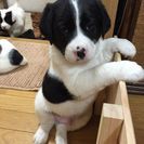 仔犬の里親募集