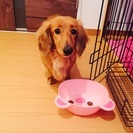 この子達の里親になって下さい