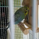 セキセイインコのコロちゃんの里親募集中！