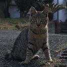 猫ちゃんの里親さん募集中☆
