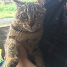 猫ちゃんの里親さん募集中☆ - 大牟田市