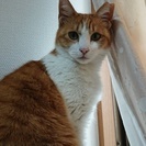 からしちゃんの家族になっていただける方を探しております。