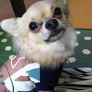チワワ（♂）今年の３月で３歳の賢い仔です。