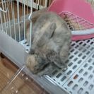 うさぎちゃん。男の子