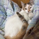 猫欲しい方連絡ください。