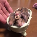 チビハムちゃん
