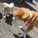 雑種犬 − 愛媛県