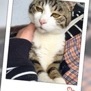 猫ちゃん里親さん募集☆