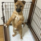 里親募集してます。トライアル期間に入る事になりましたので、一時募集を停止します。 - 松山市