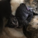 3/9生まれ グレートラ 再募集>_< - 大阪市