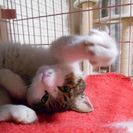 ガジロウの里親様募集しています。