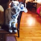 猫の里親を探しています。