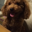 里親募集