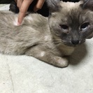 緊急で里親募集