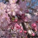 お花見やろー♪